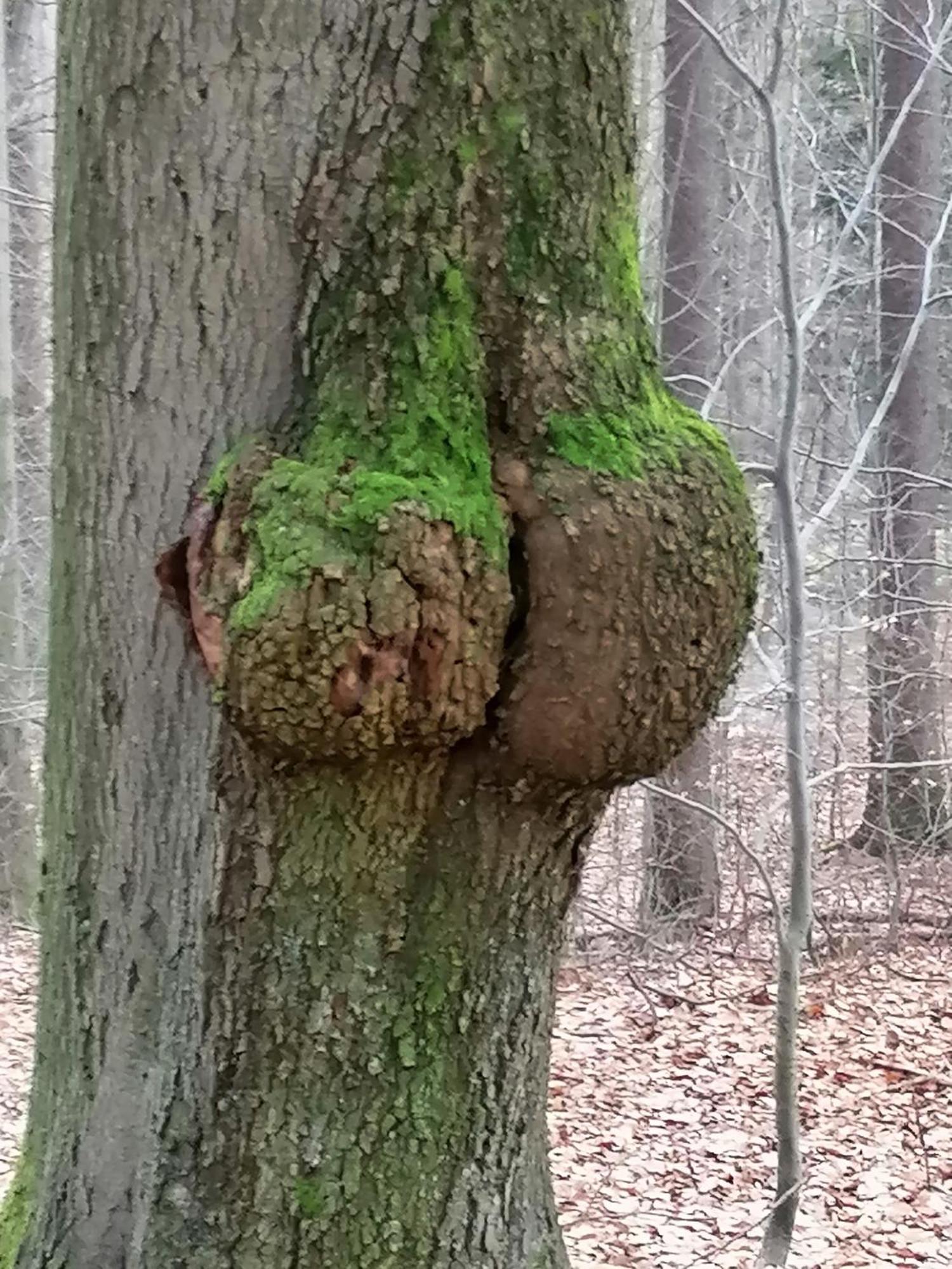 Penzion Jura Chřibská Exteriör bild