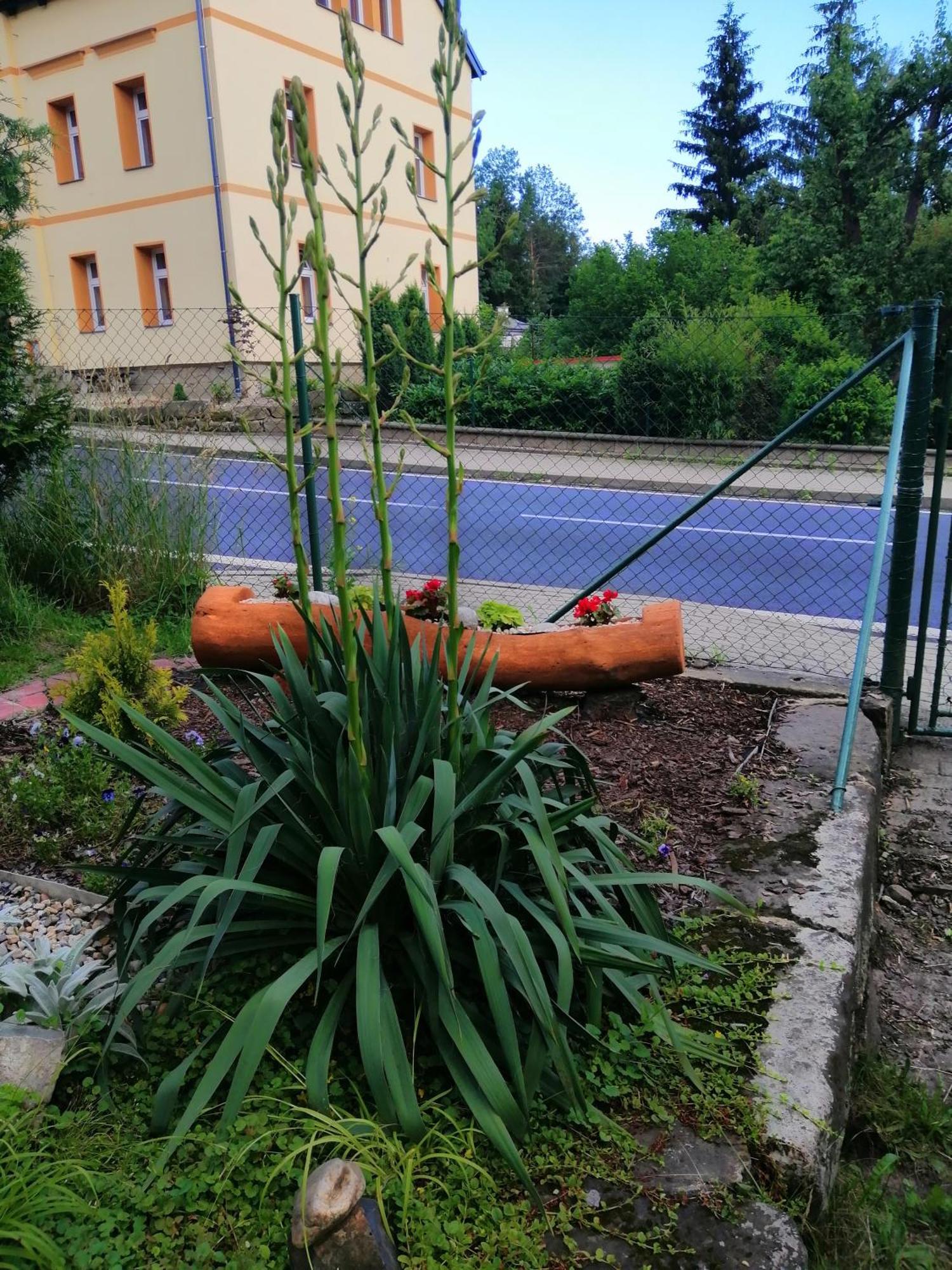 Penzion Jura Chřibská Exteriör bild